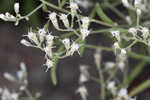 Waxy thoroughwort